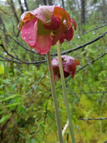 Purple pitcherplant (Sarracenia purpurea)