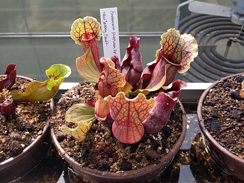 Purple pitcherplant: Sarracenia purpurea, Botanical garden, Leiden