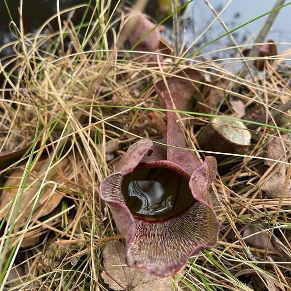Purple pitcherplant (Sarracenia purpurea)