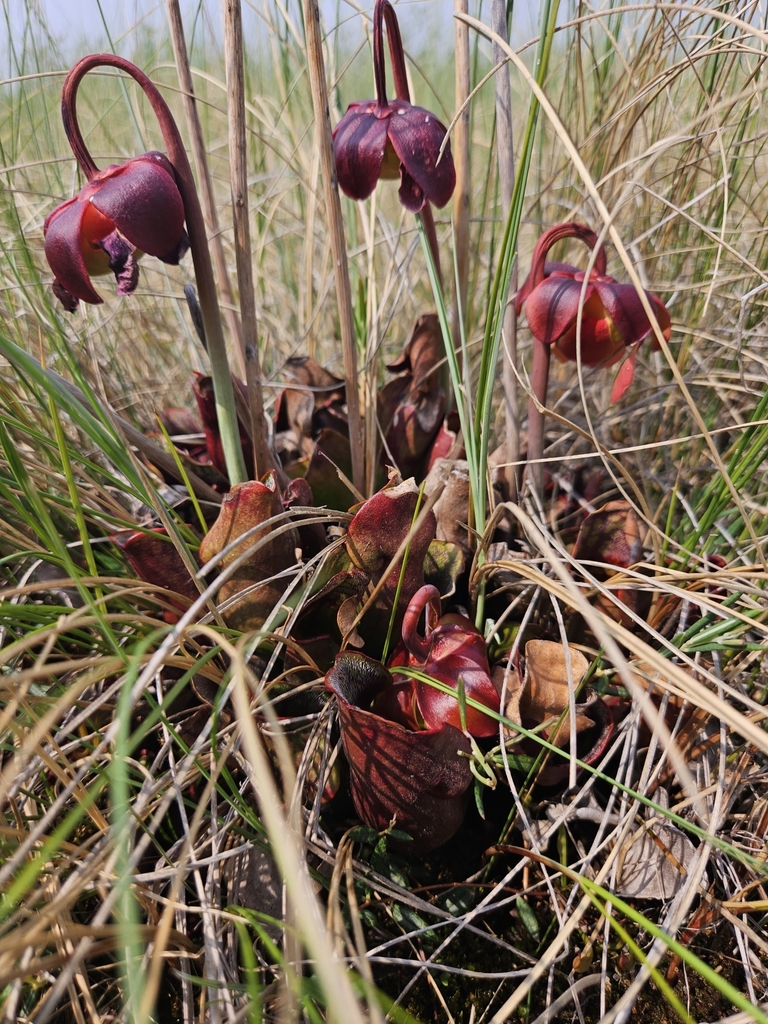 Purple pitcherplant (Sarracenia purpurea)