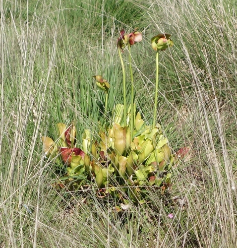 Purple pitcherplant (Sarracenia purpurea)