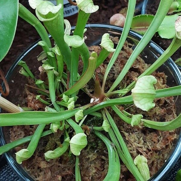 Purple pitcherplant (Sarracenia purpurea)