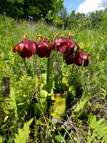 Purple pitcherplant (Sarracenia purpurea)