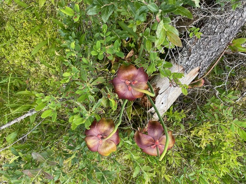 Purple pitcherplant (Sarracenia purpurea)