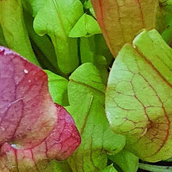 Purple pitcherplant (Sarracenia purpurea)