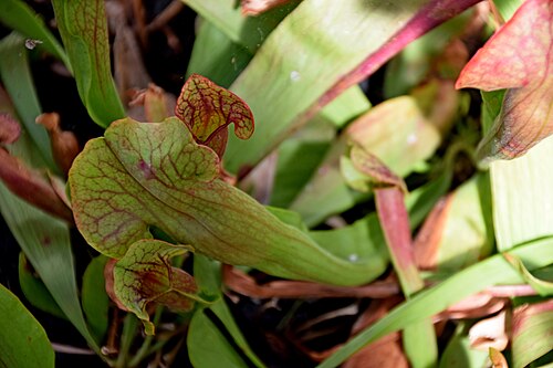 Pitcherplant: Sarracenia × exornata in Jardin des Plantes de Toulouse