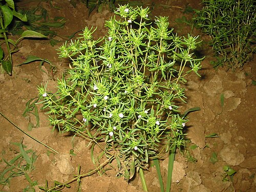 Summer savory: cimbru