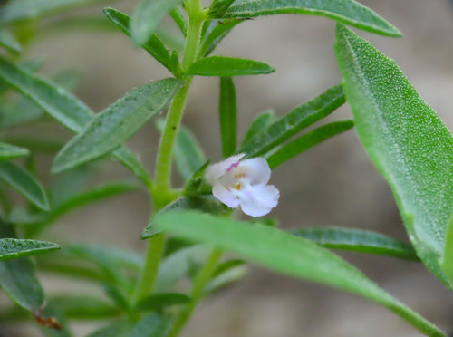 Summer savory (Satureja hortensis)