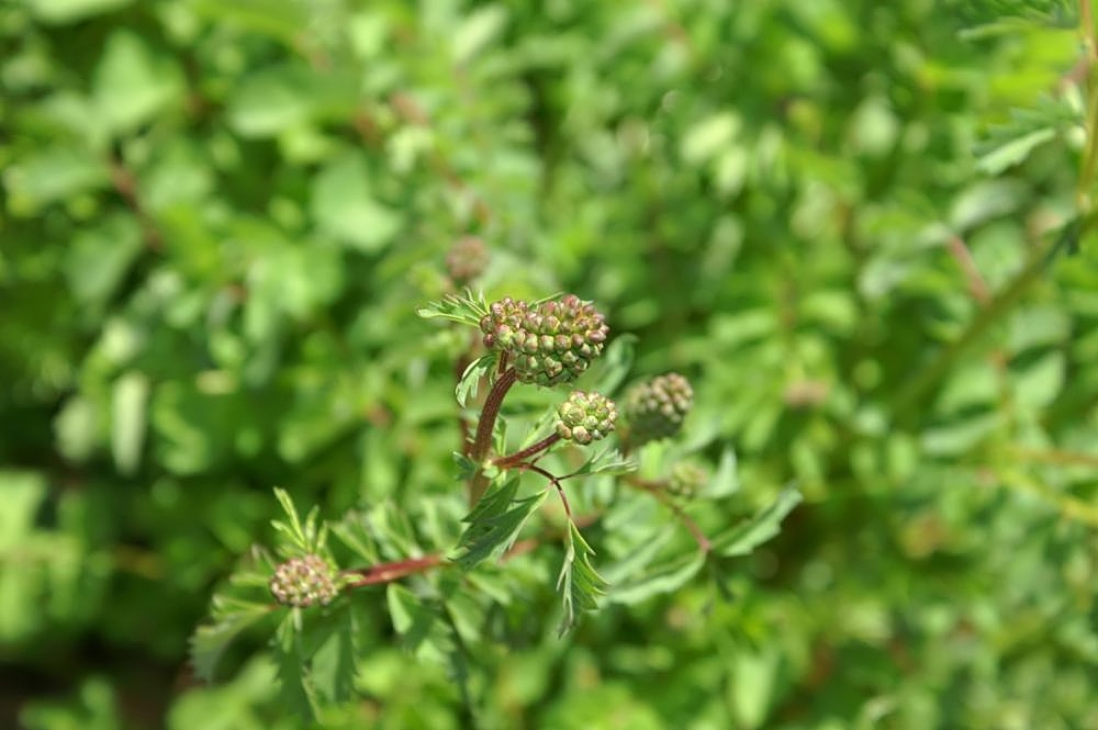 Summer savory: Location taken: the United States National Arboretum, Washington D.C.. Names: Satureja hortensis L., Aed-Piparrohi, Ajedrea, Ajedrea Común, Ajedrea De Jardín, A