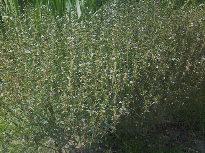 Summer savory: Flowering Summer savory (Satureja hortensis) in my garden; in Lónyaytelep, Transylvania.