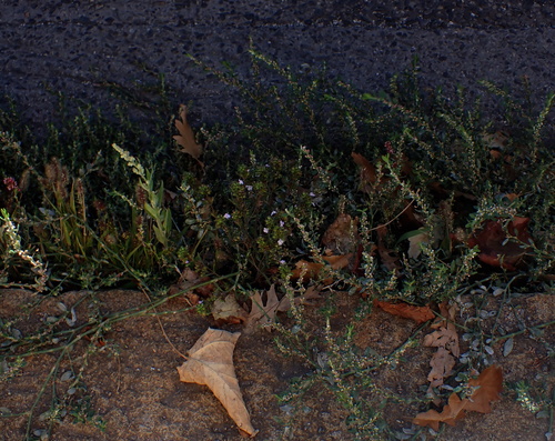 Summer savory (Satureja hortensis)