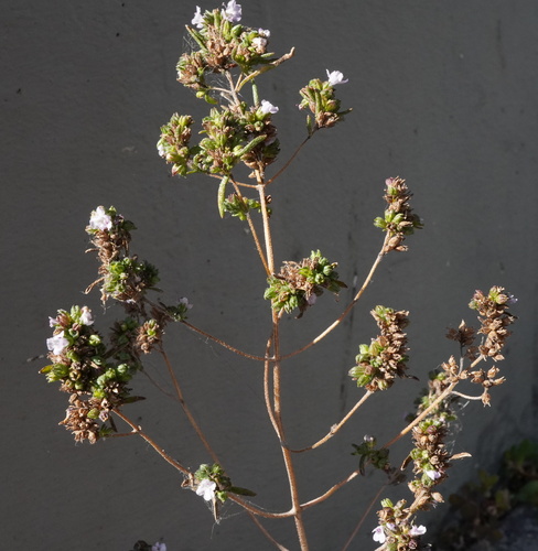 Summer savory (Satureja hortensis)