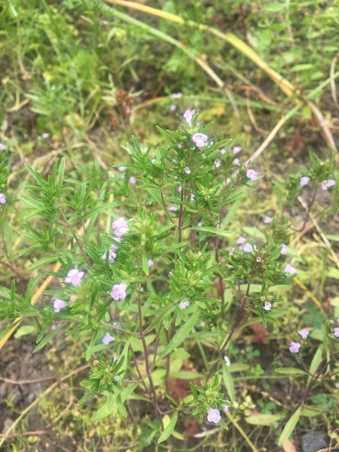 Summer savory (Satureja hortensis)