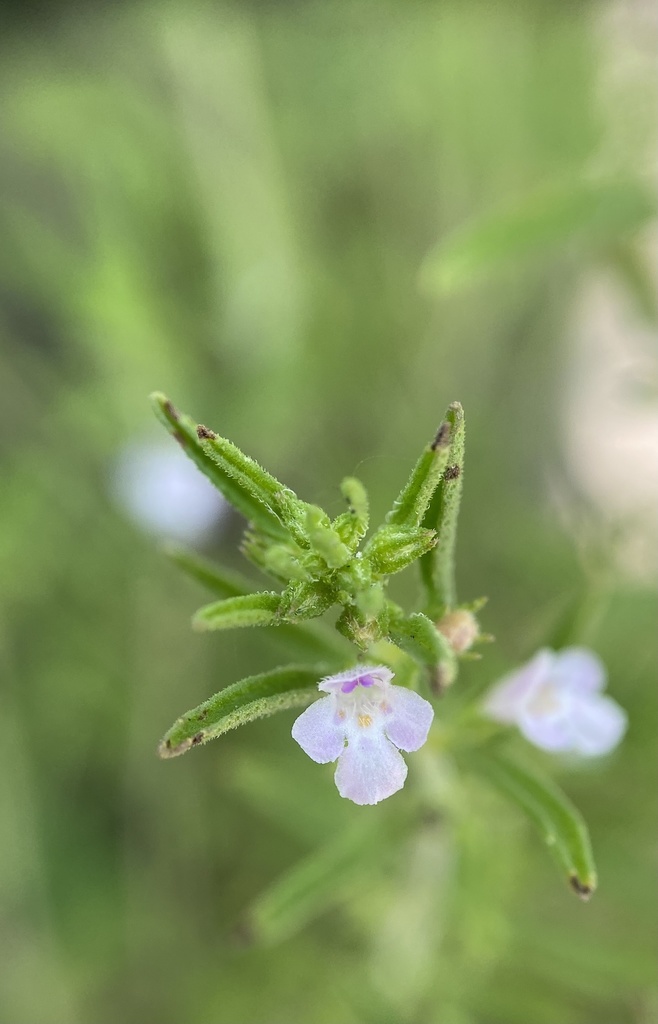 Summer savory (Satureja hortensis)
