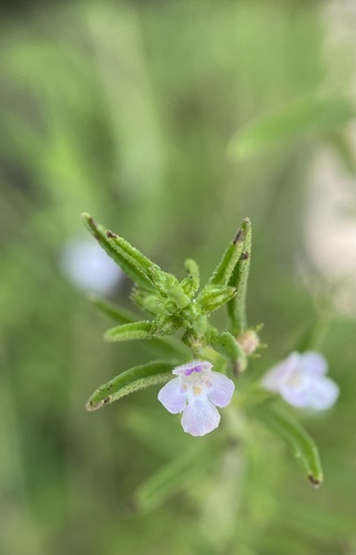 Summer savory (Satureja hortensis)