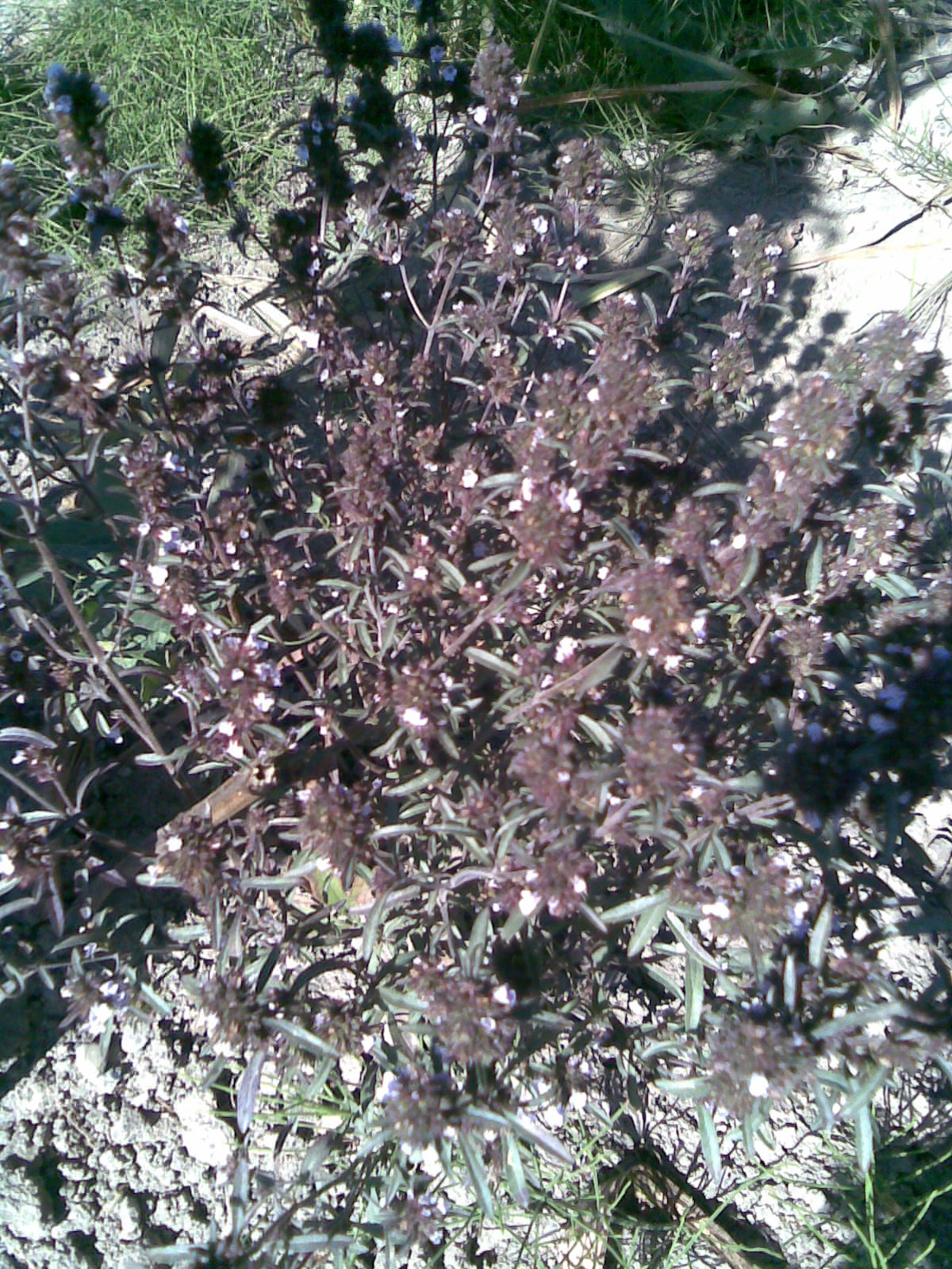 Summer savory: Summer savory (Satureja hortensis) in my garden; in Lónyaytelep, Transylvania.