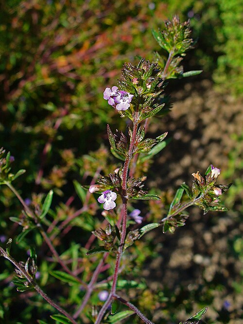 Summer savory: Satureja hortensis , Lamiaceae, Summer Savory, flowers. Botanical Garden KIT, Karlsruhe, Germany.