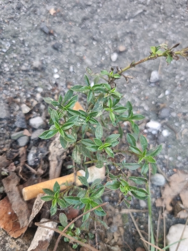 Summer savory (Satureja hortensis)