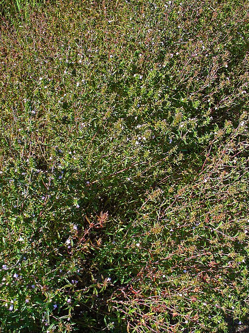 Summer savory: Satureja hortensis , Lamiaceae, Summer Savory, habitus. Botanical Garden KIT, Karlsruhe, Germany.