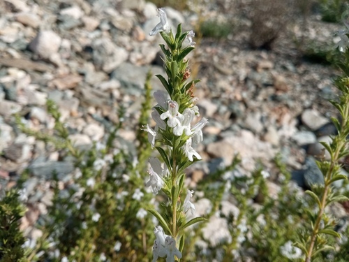 Winter savory (Satureja montana)