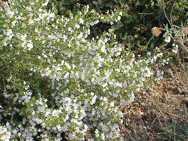 Winter savory: Species : Satureja montana Family : Lamiaceae Image No. 3