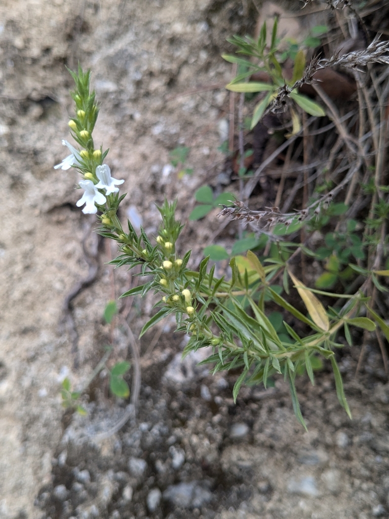 Winter savory (Satureja montana)