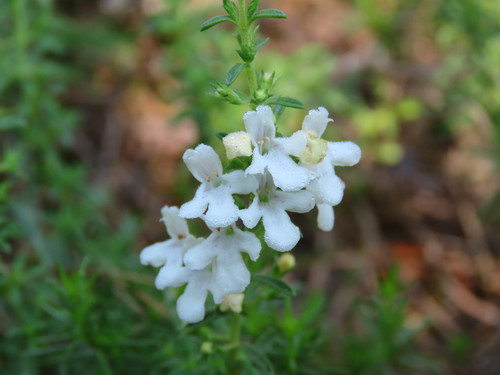 Winter savory (Satureja montana)