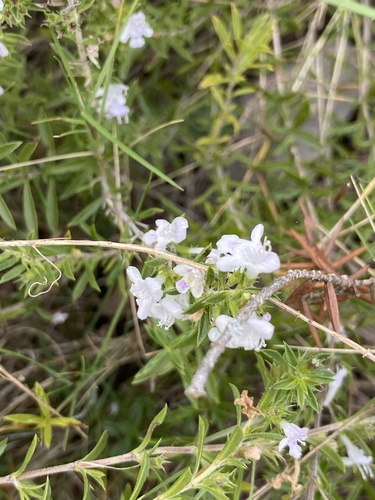 Winter savory (Satureja montana)