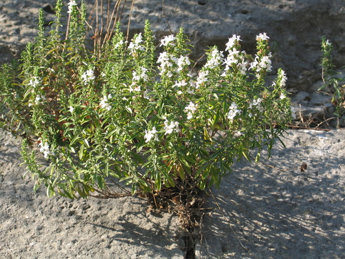 Winter savory (Satureja montana)