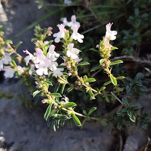 Winter savory (Satureja montana)