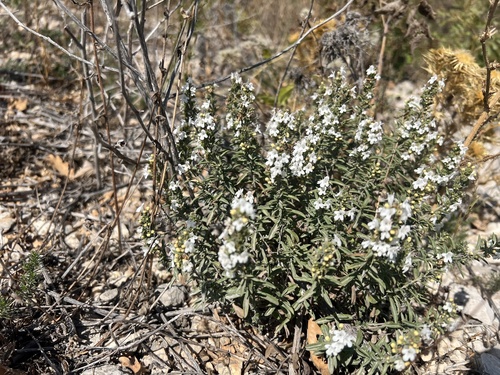 Winter savory (Satureja montana)