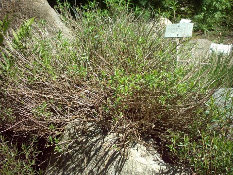 Winter savory (Satureja montana)