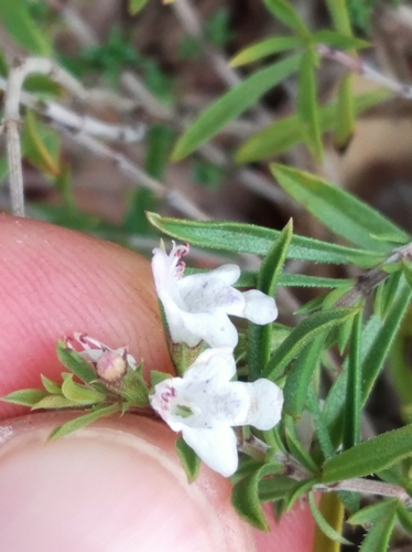 Winter savory (Satureja montana)
