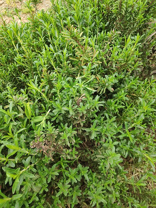 Winter savory: Winter savory