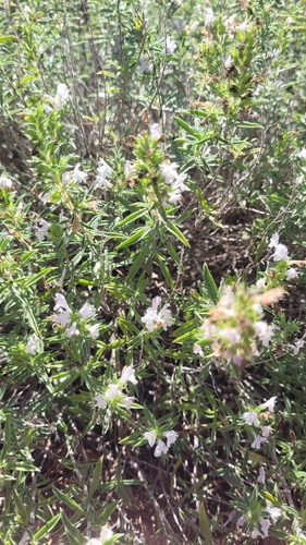 Winter savory (Satureja montana)