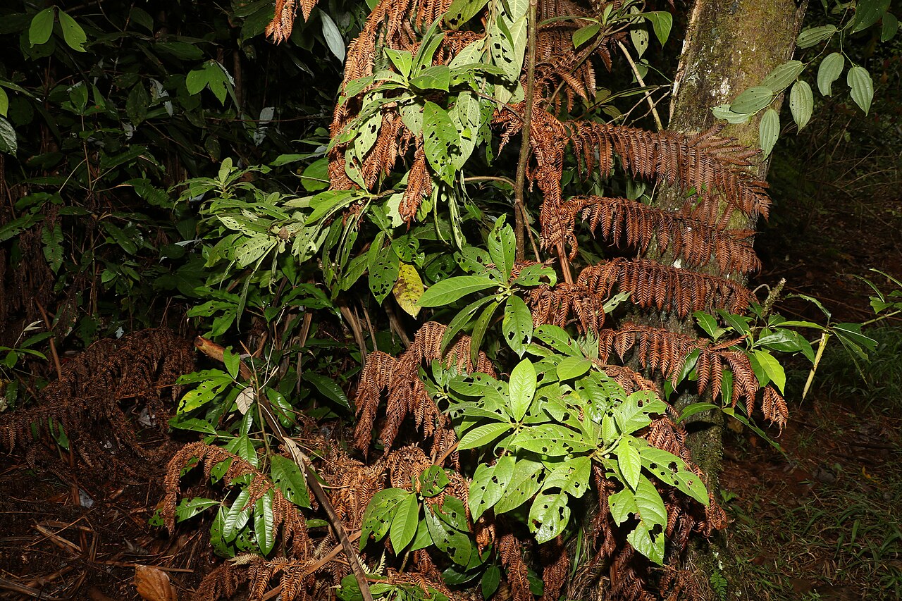 Saurauia andreana: Saurauia andreana in Australia