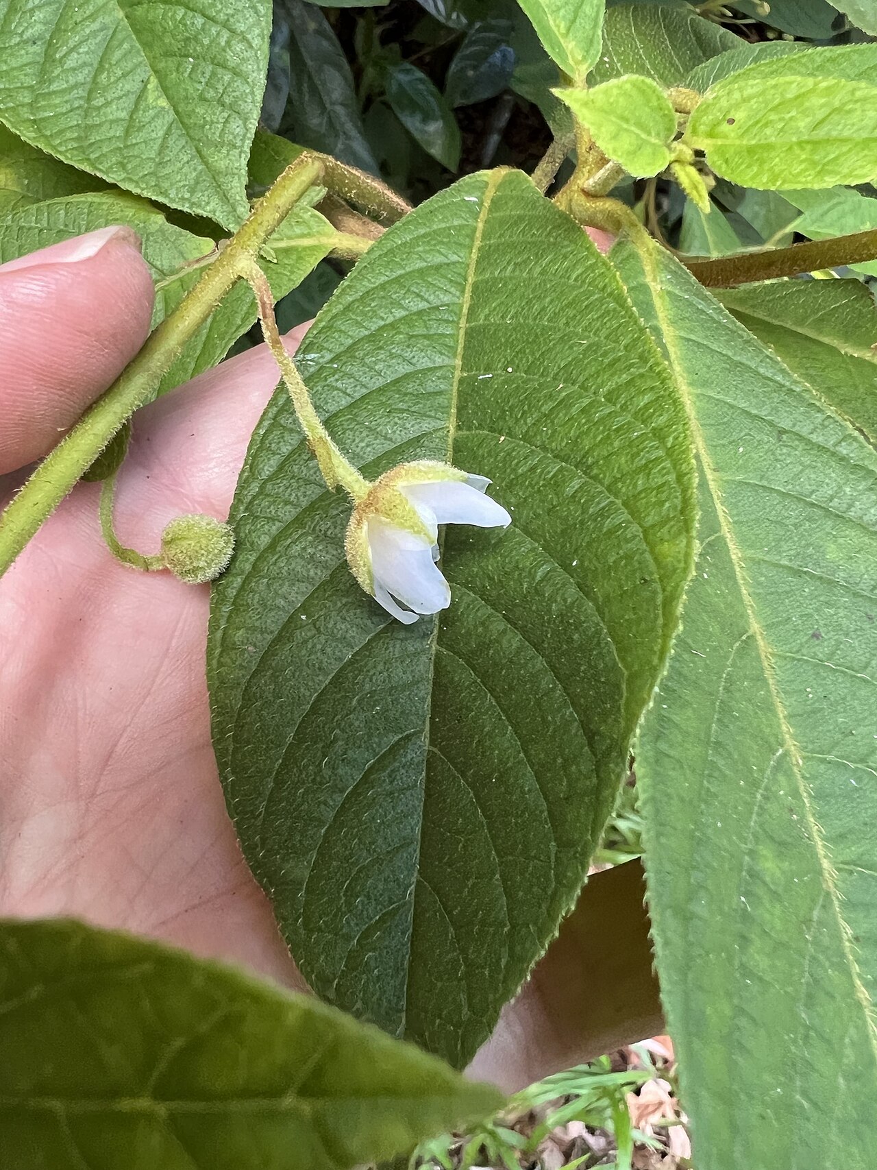 Saurauia andreana: Saurauia andreana in Australia