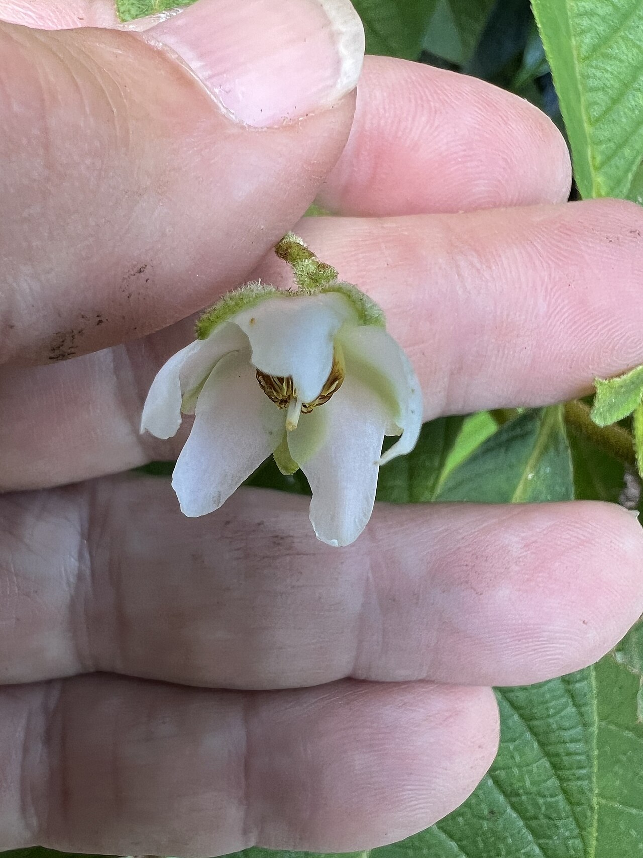 Saurauia andreana: Saurauia andreana in Australia