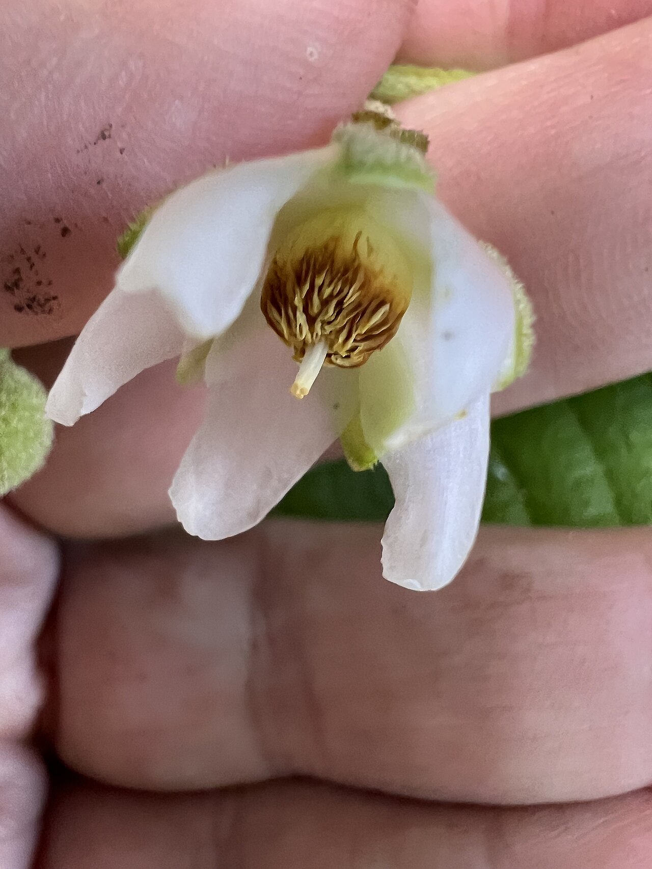 Saurauia andreana: Saurauia andreana in Australia