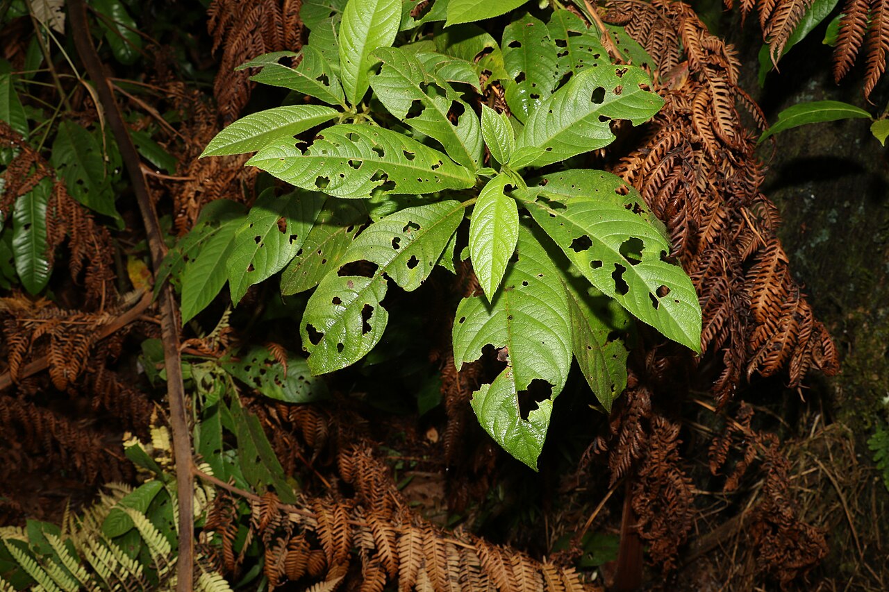 Saurauia andreana: Saurauia andreana in Australia