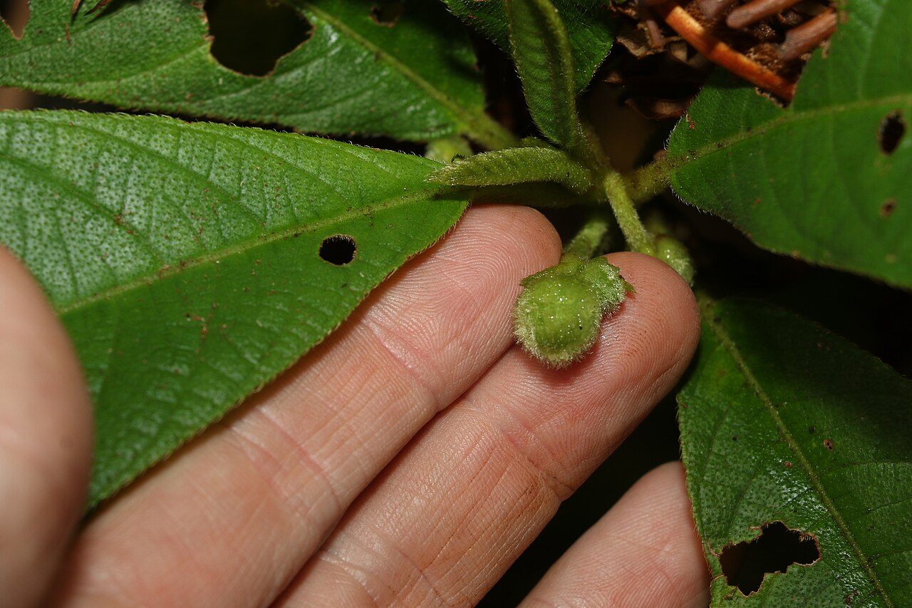 Saurauia andreana: Saurauia andreana in Australia