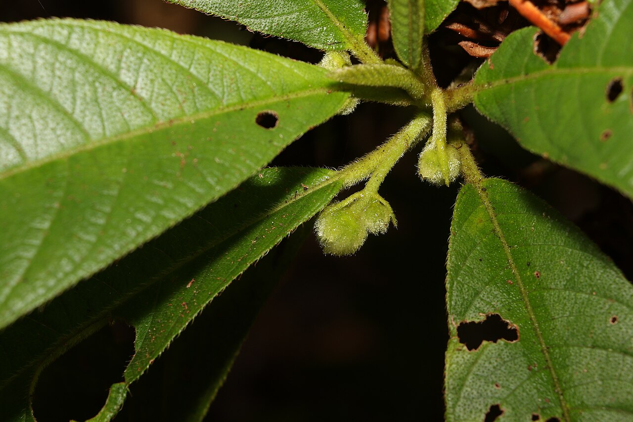 Saurauia andreana: Saurauia andreana in Australia