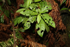 Saurauia andreana (Saurauia andreana)