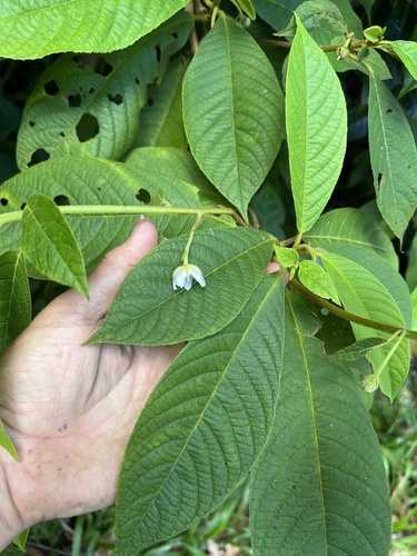 Saurauia andreana (Saurauia andreana)