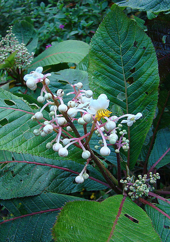 Saurauia arnoldii: A species reported from northern Colombia, photo from the El Dorado Reserve, Santa Marta Mountains.