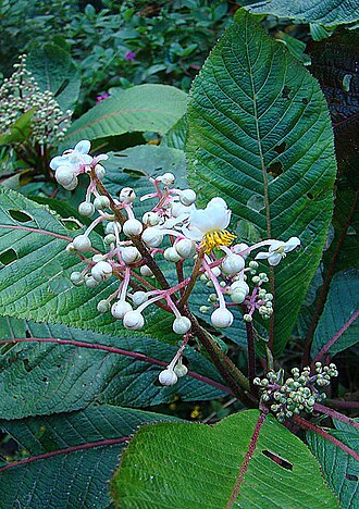 Saurauia arnoldii: A species reported from northern Colombia, photo from the El Dorado Reserve, Santa Marta Mountains.