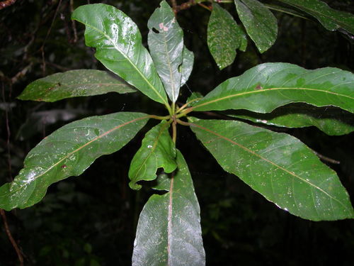 Saurauia kegeliana (Saurauia kegeliana)