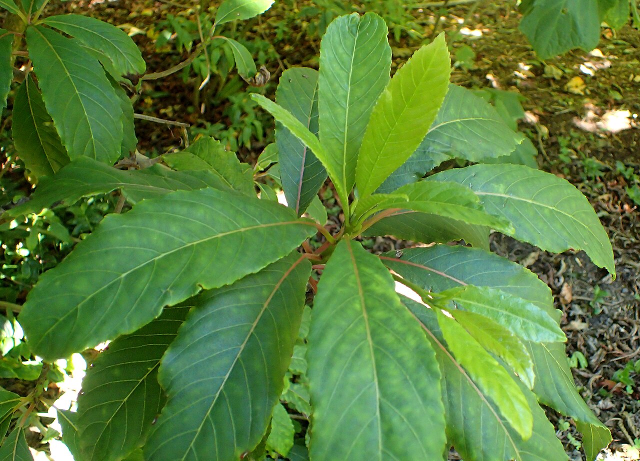 Saurauia kegeliana: Saurauia kegeliana in the San Francisco Botanical Garden