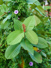 Saurauia malayana (Saurauia malayana)