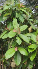 Saurauia malayana (Saurauia malayana)